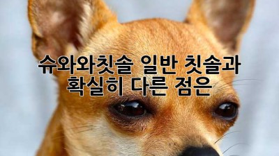 슈와와칫솔: 일반 칫솔과 확실히 다른 점은?